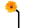 flowertop.gif